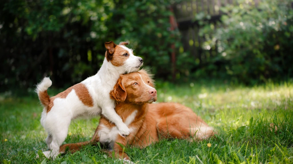 artificial grass for dogs